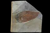 Detailed Fossil Hackberry Leaf - Montana #97752-1